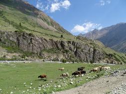 Mountains of the beautiful Alpine meadow with colorful sheeps on the beautiful landscape at blue sky background with white clouds