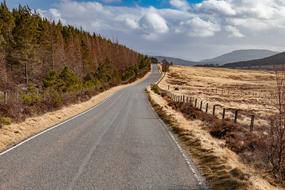 Scotland Road forest