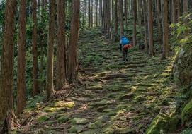 Kumano Ancient Road