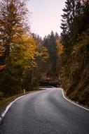 Leaves Road