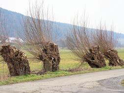 dry Tree Landscape