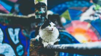 Wall Art and cat close-up on blurred background