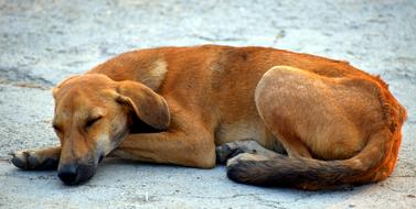 sleeping brown dog outdoors