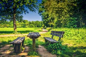 Park Bench green tree