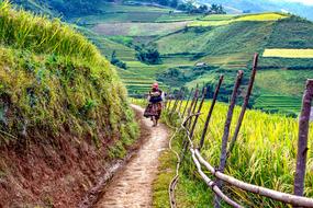mom and baby are walking along the jasmine field in Vietnam