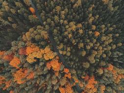 bird's eye view of a beautiful autumn forest