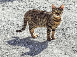wonderful Cat Tabby