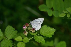 butterfly and Plant