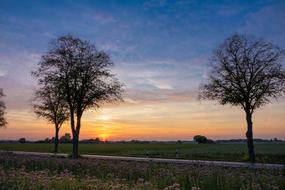 trees near the road during sunset
