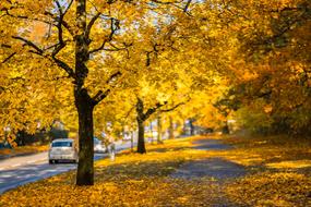 Autumn Street Fall yellow