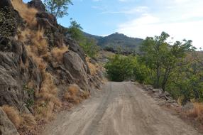 Road Adventure trees