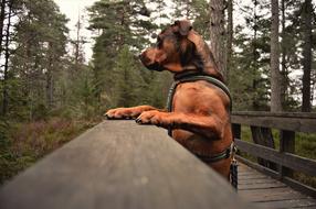 dog Outdoor trees, national park, sweden