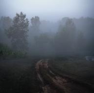 Morning Fog Road forest