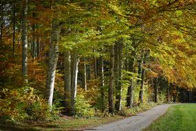 path along the trees in autumn