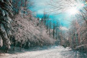 Canada Winter forest
