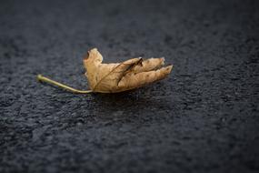 Leaf dry road