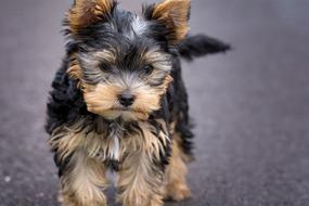 Beautiful, cute and colorful Yorkshire Terrier walking on the ground