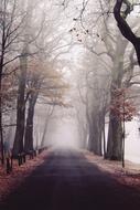Fog Park road