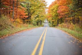 Autumn Fall Road oranfe yellow