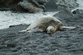 Hawaii Turtle Sea
