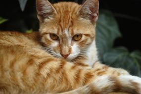 incredibly beautiful red Kitten