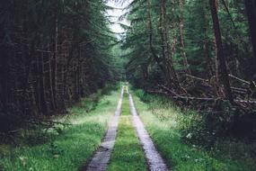 landscape of trail in green conifer trees forest