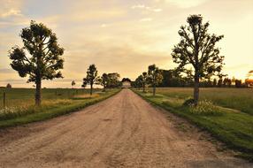 landscape of dirt road and trees in countryside