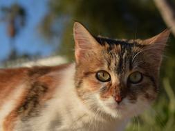 old Cat portrait