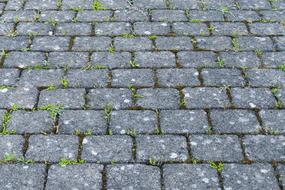 green sprouts of grass on the cobblestones