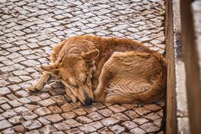 very beautiful Dog Street Sleeping