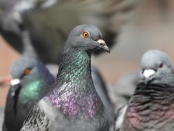 flock of pigeons on a city street