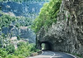 Travel Tree and road