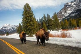 landscape of bisons animals in Yellowstone National Park