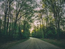 Asphalt Forest