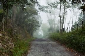 Foggy Pathway