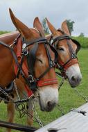 Mules Donkey