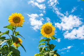 Beautiful three sunflowers at blue sky background with white clouds in Republic of Korea