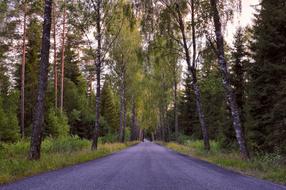 very beautiful Road Tree Forest