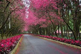 alley along the pink cherry blossoms