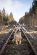 incredibly beautiful Dog Nature