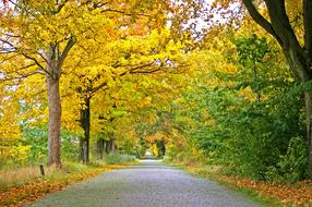 alley of trees among colorful autumn