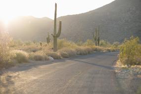 cacti on a country road