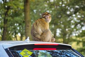delightful Barbary Macaque Monkey