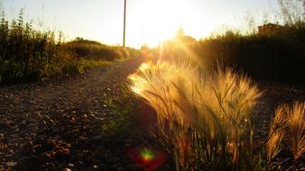 Road Feather Evening sun