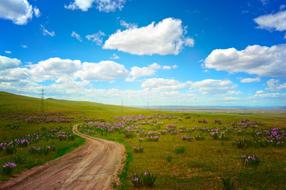 dirt road through a field among flowers