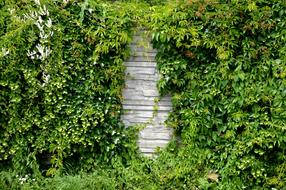 wood wall and green plant