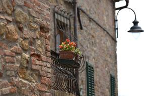 Color Bloom Summer flowers