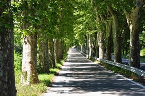 tree Nature Road