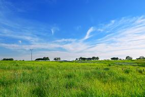 silver grass and wind power in a green pasture
