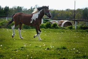 Colorful Horse running on farm